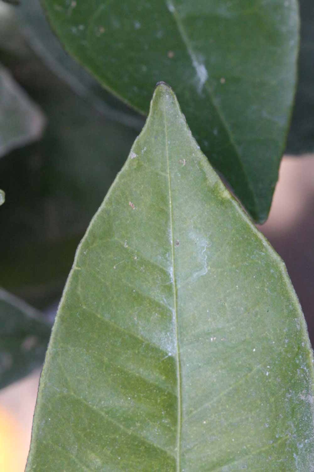               Margin (Riverside, CA)       
